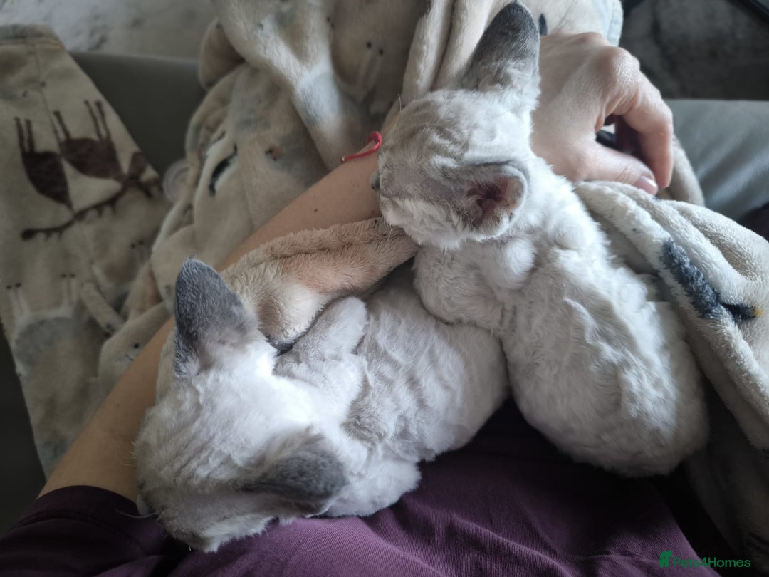 Devon Rex cats for sale: Devon Rex💕Blue Point Lynx Girl🩷Blue Point Boy💙 - Advert 8