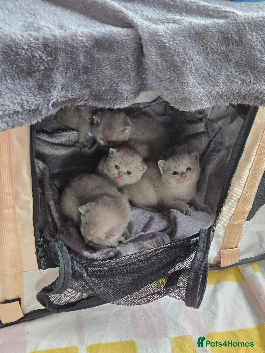 British Shorthair cats for sale: British short hair kittens  - Advert 2