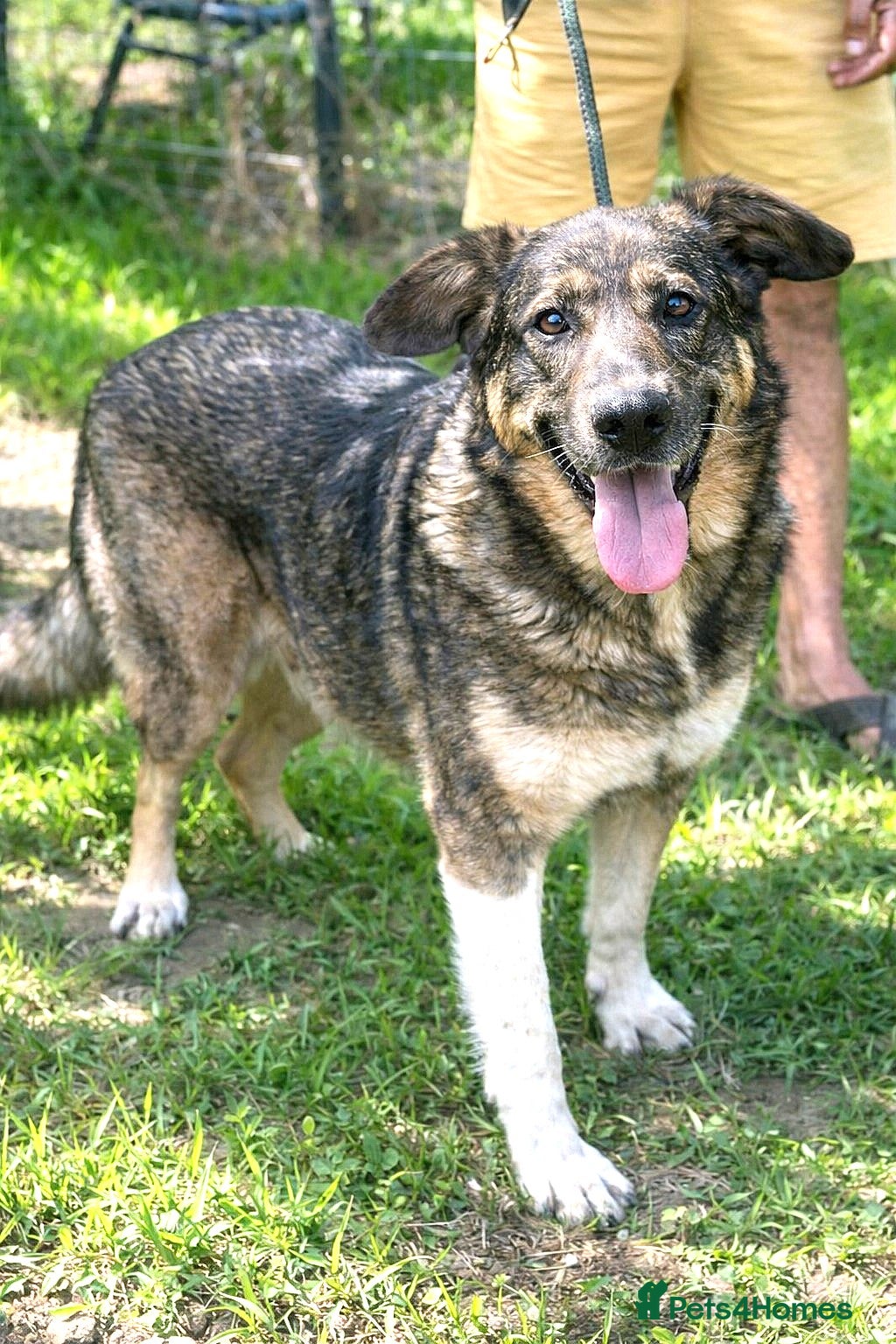 Mixed Breed dogs ♫ Josephine, She Sends You All Her Love 💕 - Advert 11