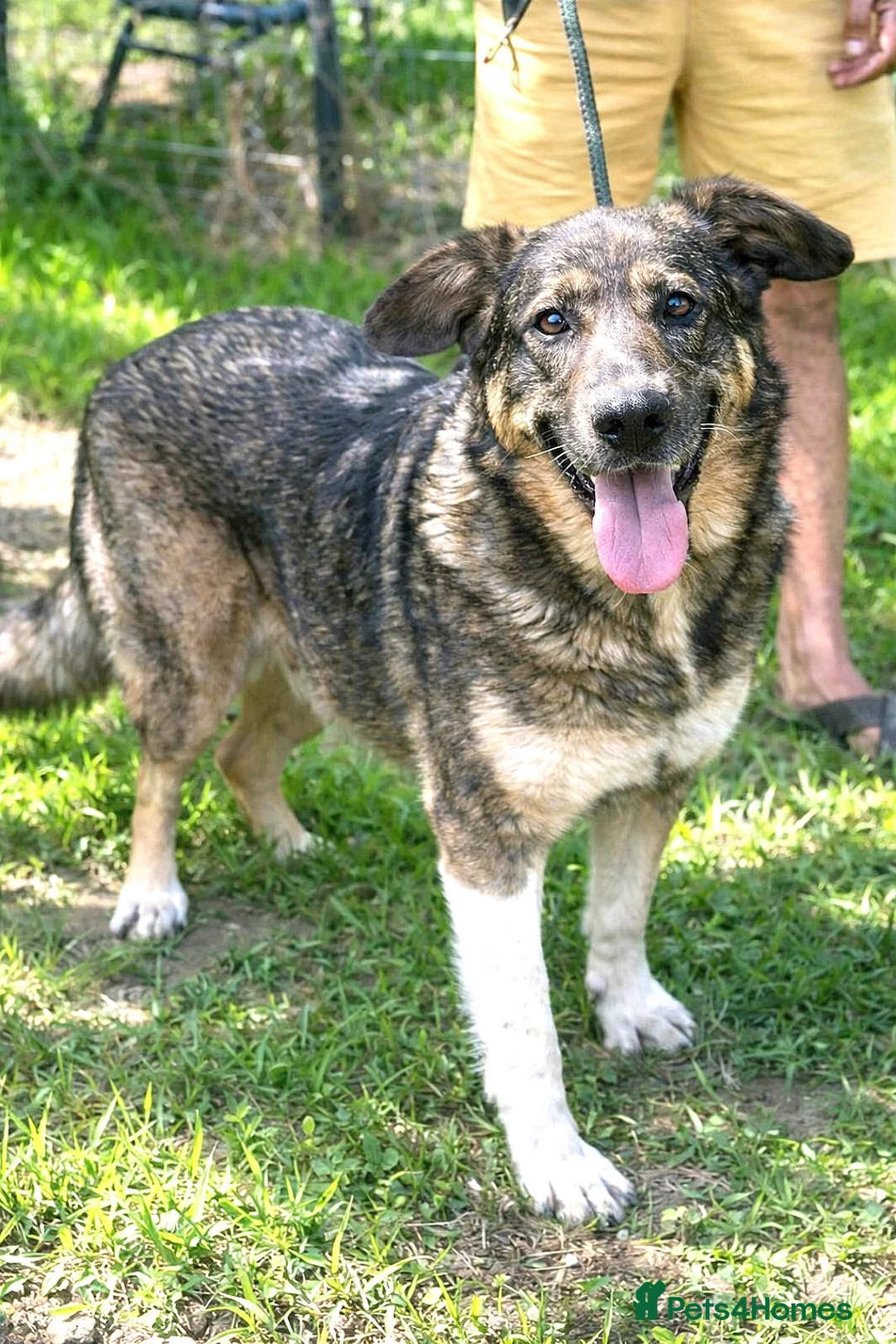 Mixed Breed dogs for adoption: ♫ Josephine with The Sweetest Smile 💕 - Advert 1