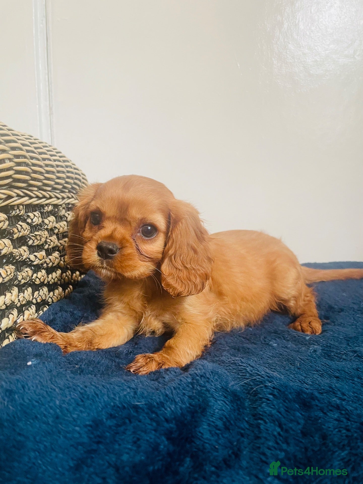 Cavalier King Charles Spaniel dogs Red full breed cavalier boys  - Advert 1