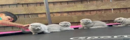 Scottish Fold cats for sale: 🐾 Beautiful Scottish Fold Kittens Available Soon  - Advert 5