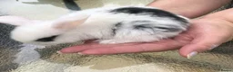Mini Lop rabbits for sale: Mini Lops in Truro - Advert 3
