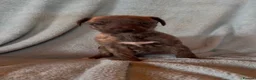 Whippet dogs for sale: Gorgeous well natured whippet puppies  - Advert 16