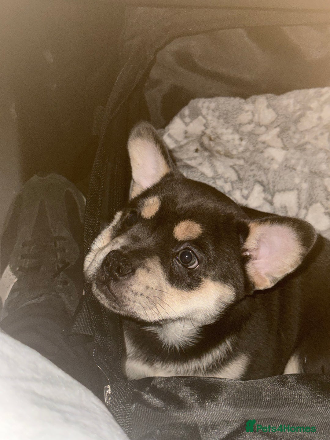 Mixed Breed dogs for sale: Frenchie chow  - Advert 5