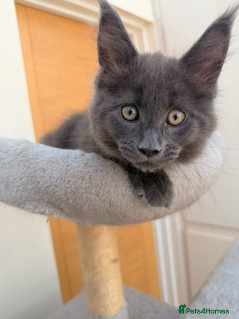 Maine Coon cats Stunning Maine Coon Kittens Available  - Advert 5