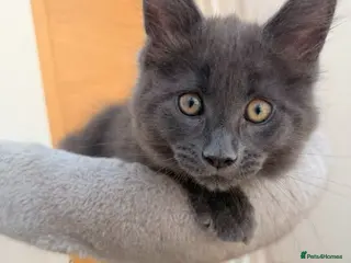 Maine Coon cats Stunning Maine Coon Kittens Available - Advert 5