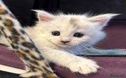 Maine Coon cats for sale: Gorgeous Blue Shaded Maine Coons  - Image 9