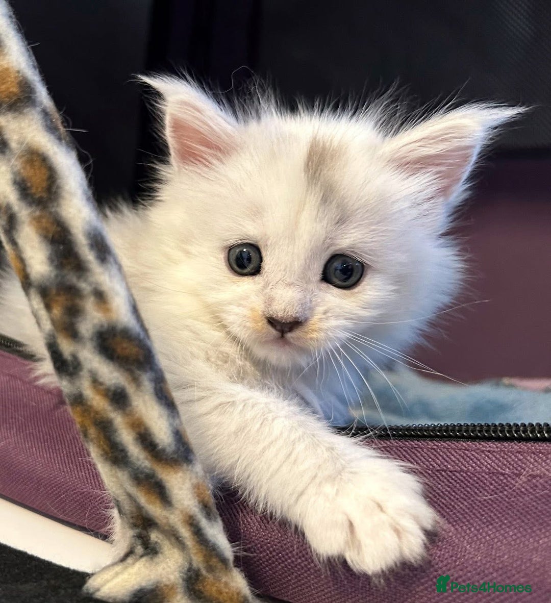 Maine Coon cats for sale: Gorgeous Blue Shaded Maine Coons  - Image 9