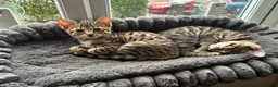 Mixed Breed cats for sale: Beautiful Bengal’s X - Advert 12