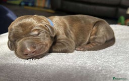 Dobermann dogs for sale: Beautiful litter of Doberman puppies  - Image 9