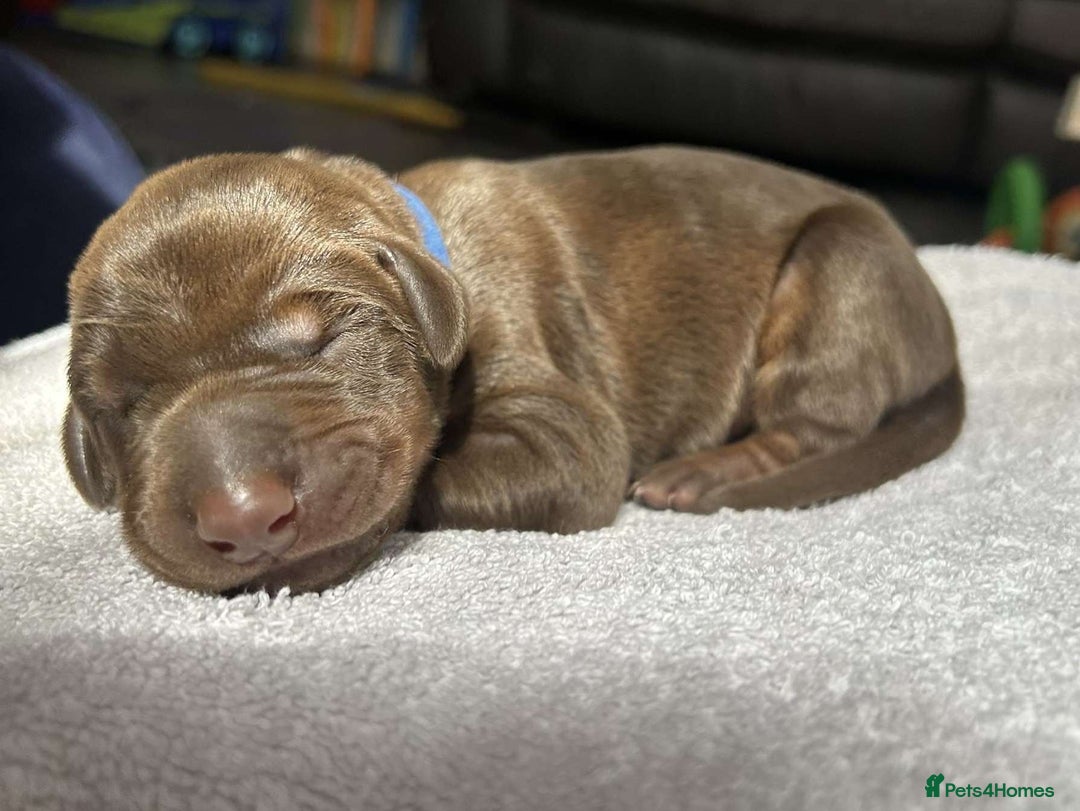 Dobermann dogs for sale: Beautiful litter of Doberman puppies  - Image 9