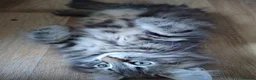 Norwegian Forest Cat cats for sale: Beautiful Pedigree Norwegian Forest kittens - Advert 5