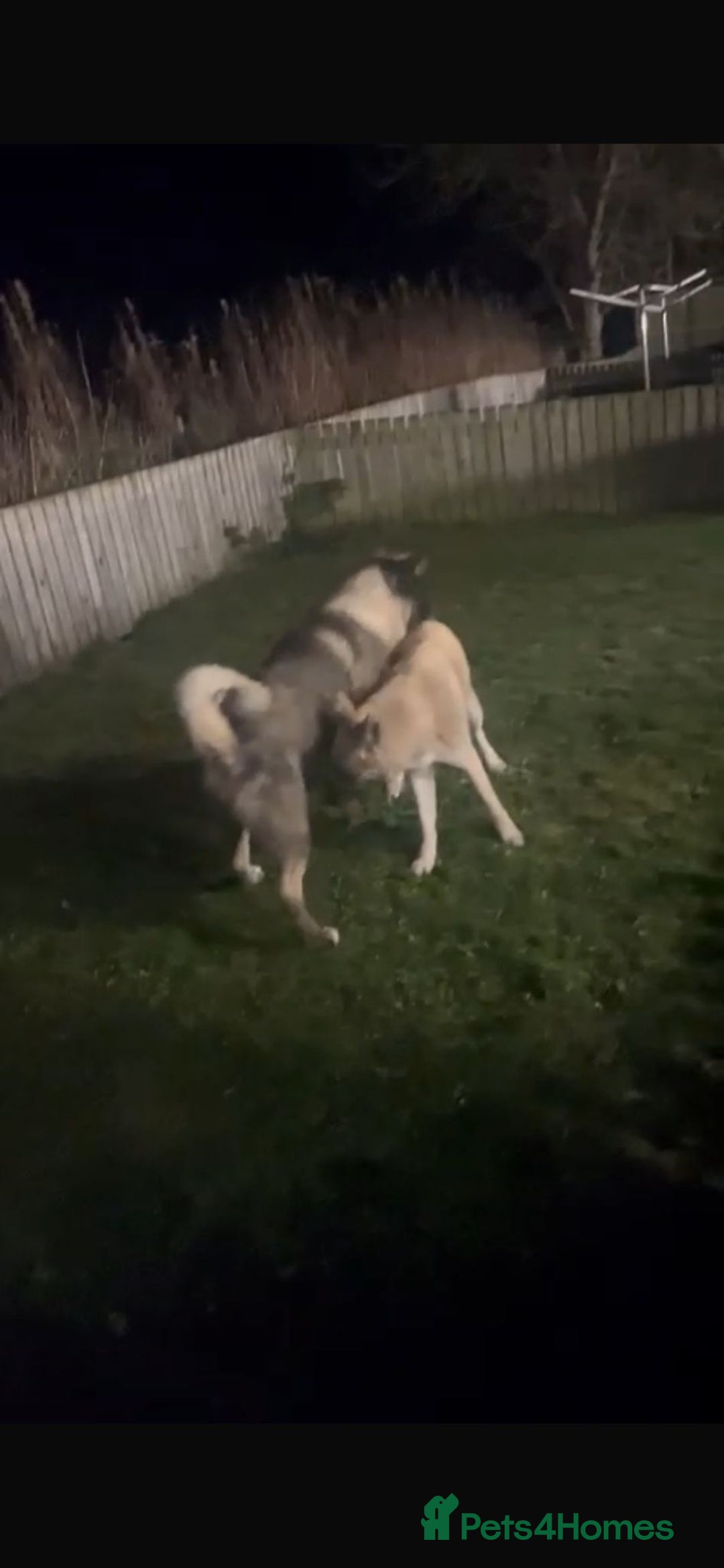 Akita dogs for sale: Akita puppies  - Advert 14