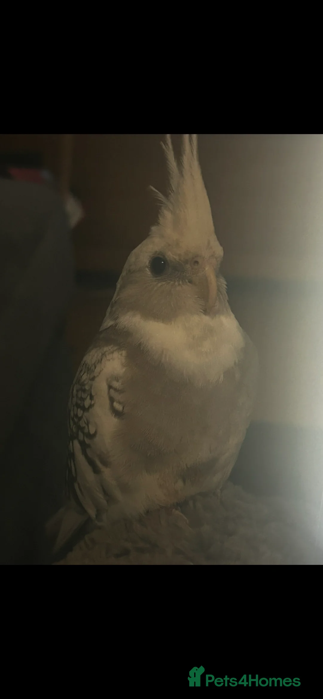 Cockatiels birds for sale: Cockatiel and budgie for sale  - Advert 2