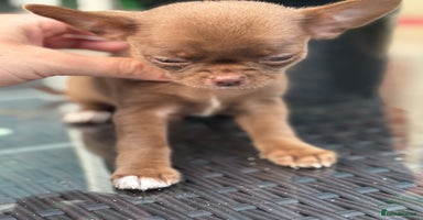 Chihuahua dogs - Advert 1