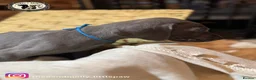 Weimaraner dogs for sale: 🐾KC Registered Blue & Silver Weimaraner Puppies🐾 - Advert 24