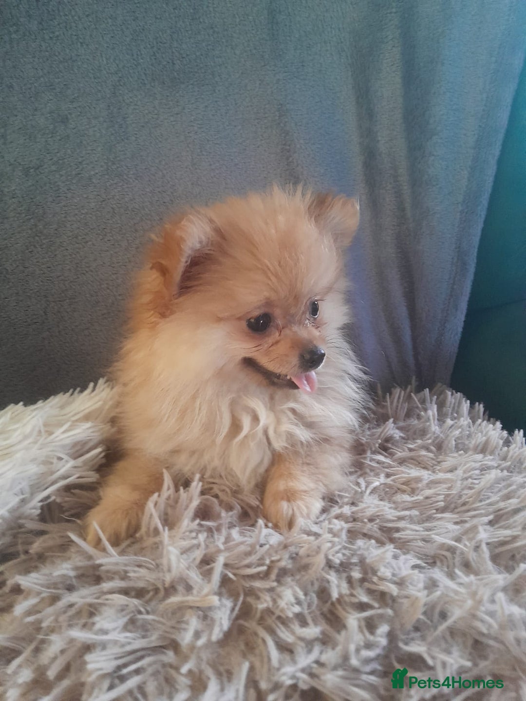Pomeranian dogs for sale: Pomeranian puppies - Image 9