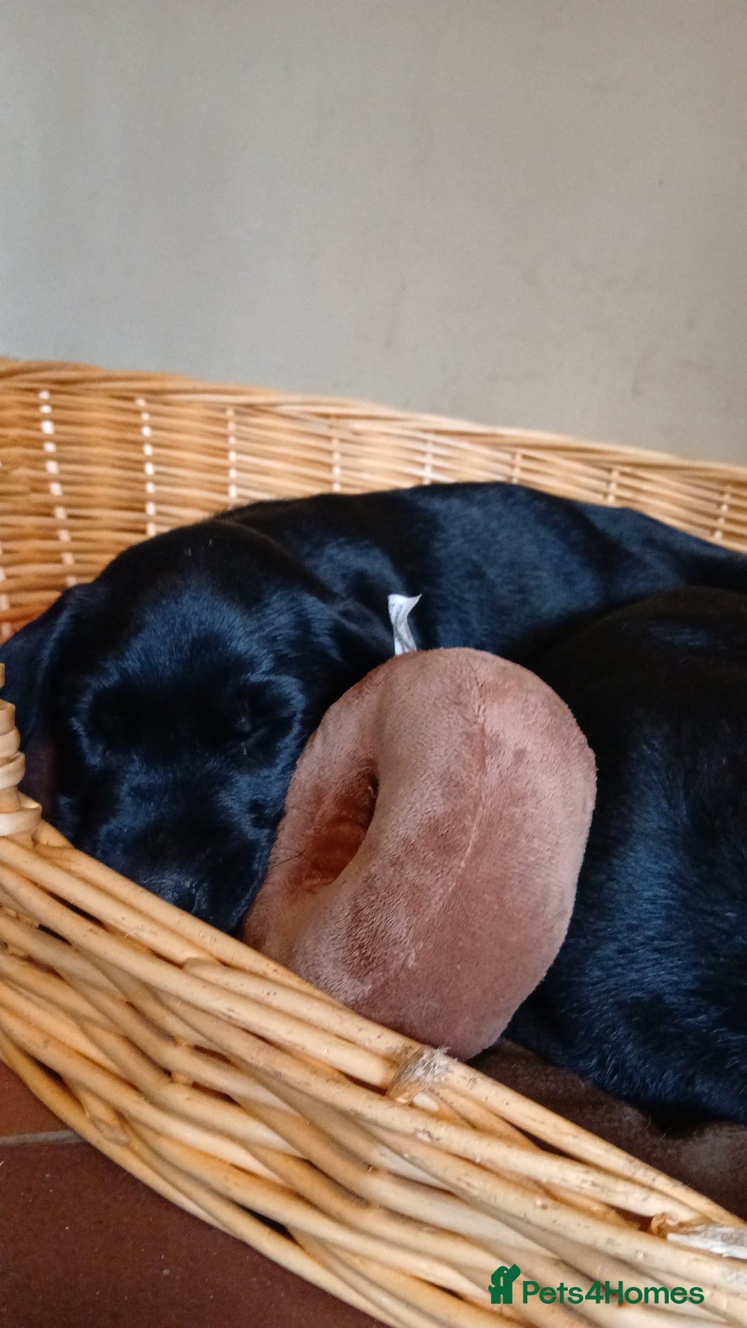 Labrador Retriever dogs for sale: Exceptional Field Champion Drakeshead Line Puppies - Image 7