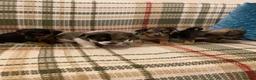 Mixed Breed dogs for sale: Dashund and Yorkshire terrier puppies - Advert 13