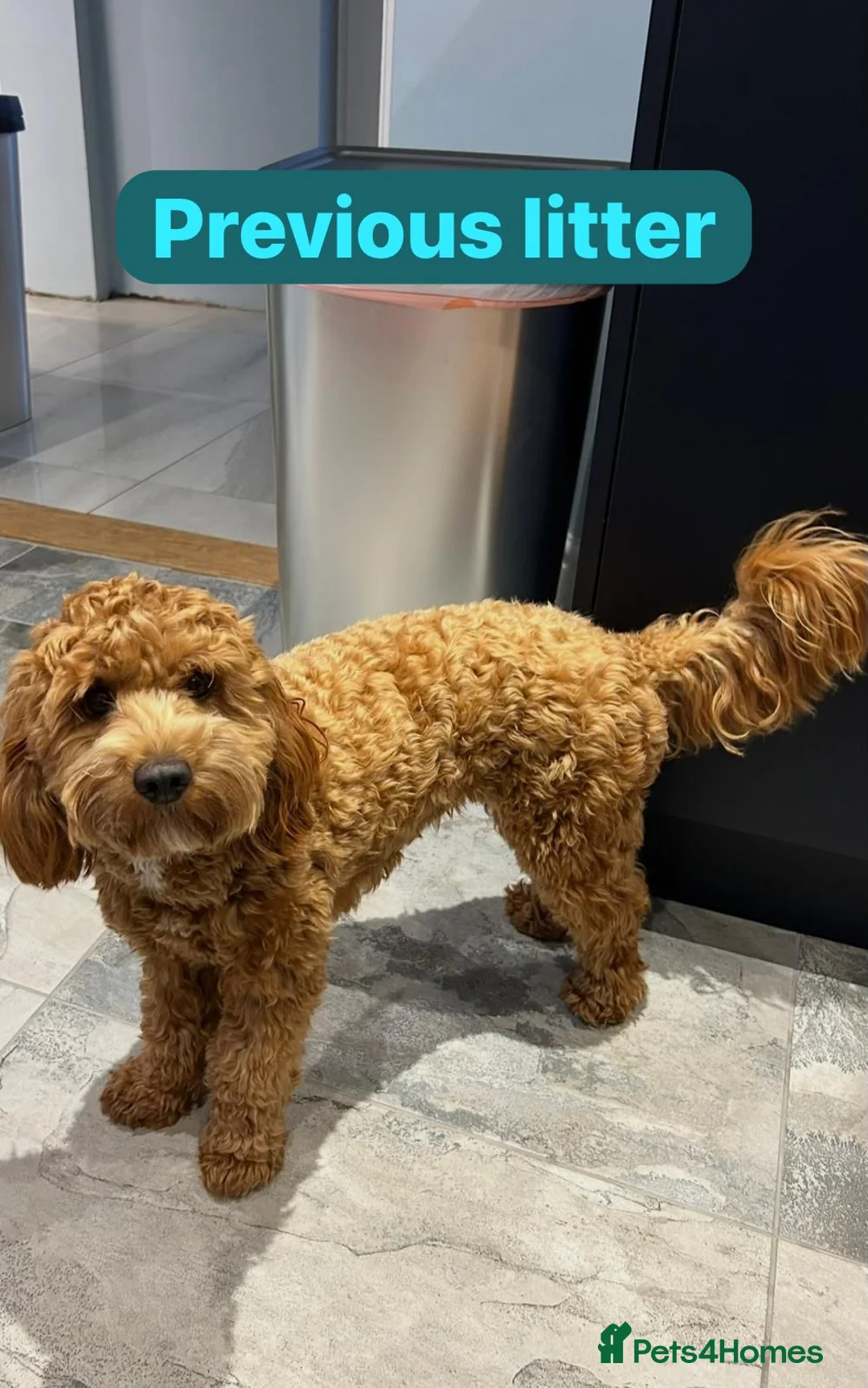 Cockapoo dogs for sale: F1b cockapoo puppies fully DNA and health tested. in Lewes - Advert 14