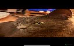 Russian Blue cats for sale: 2 beautiful sisters - Image 2