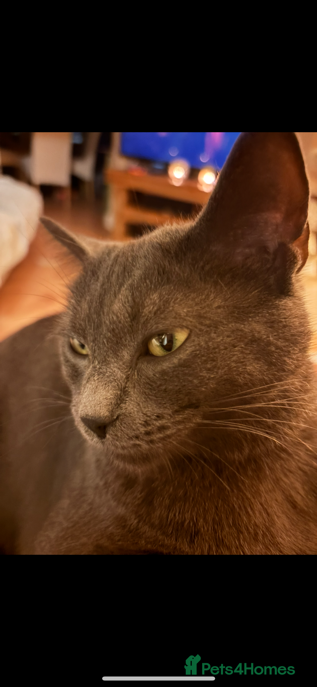 Russian Blue cats for sale: 2 beautiful sisters - Image 2