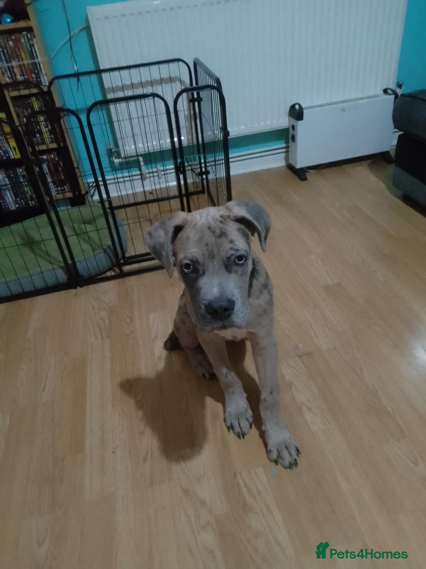 Cane Corso dogs for sale: Male Cane Corso  - Advert 13