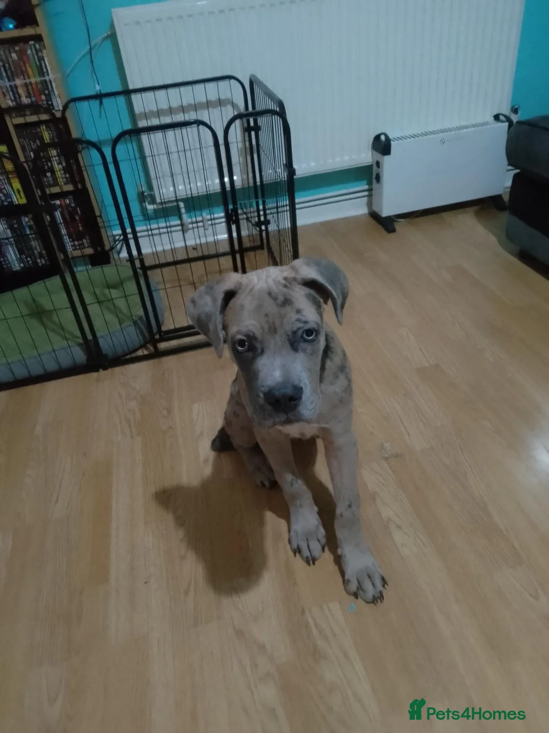 Cane Corso dogs for sale: Male Cane Corso  in London - Advert 1