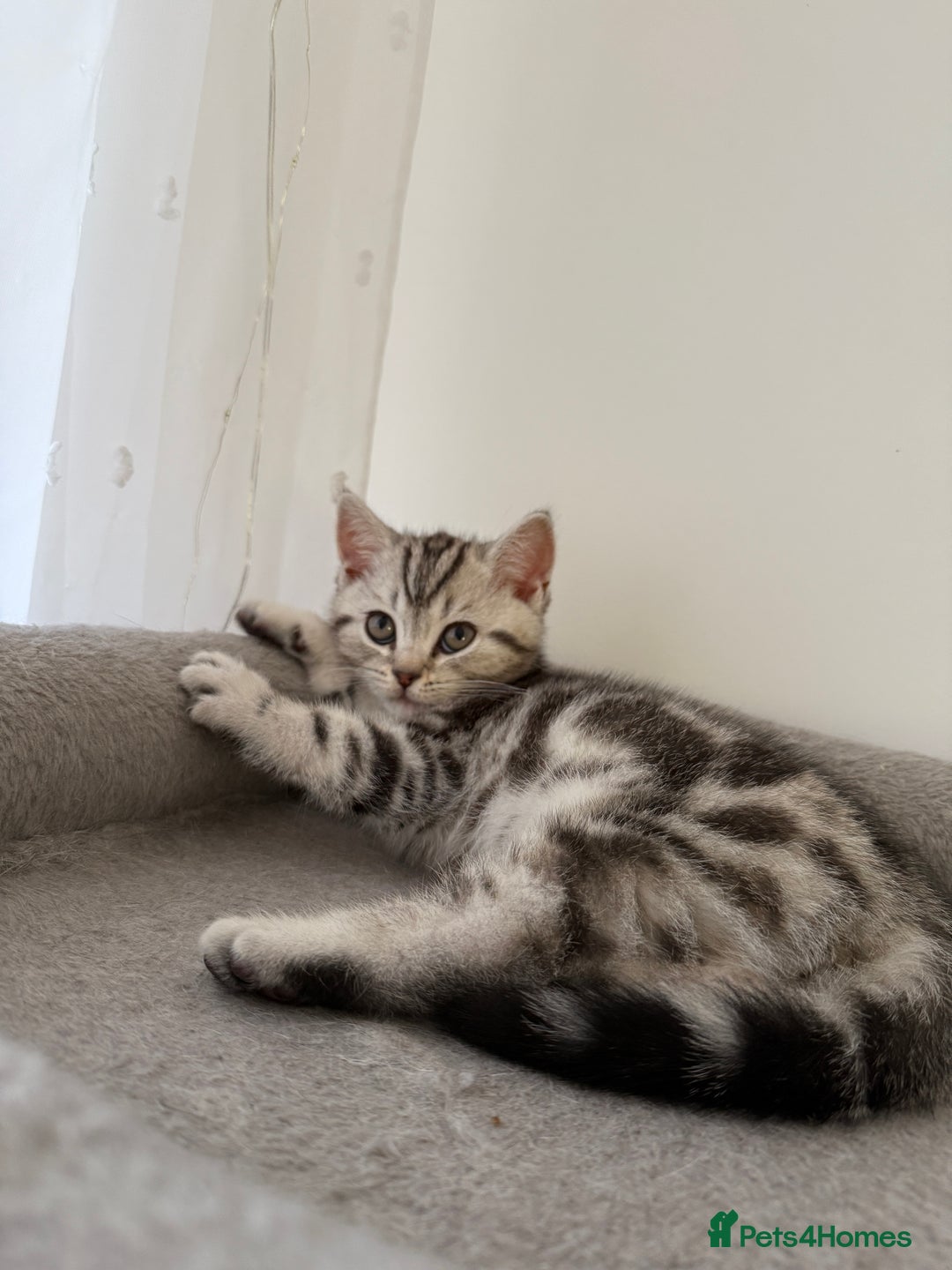 Scottish Fold cats for sale: 🐾 Adorable Scottish Straight kittens  - Advert 9