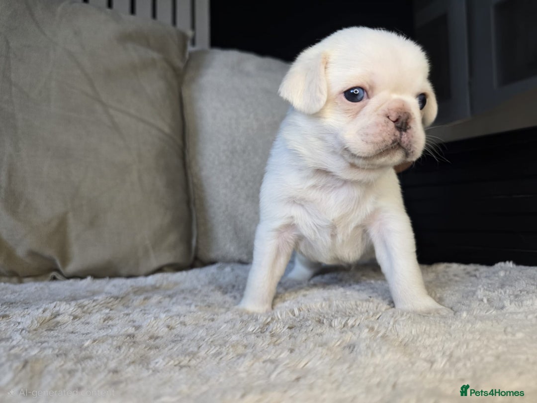 Pug dogs for sale: Beautiful Pug Puppies  - Advert 5