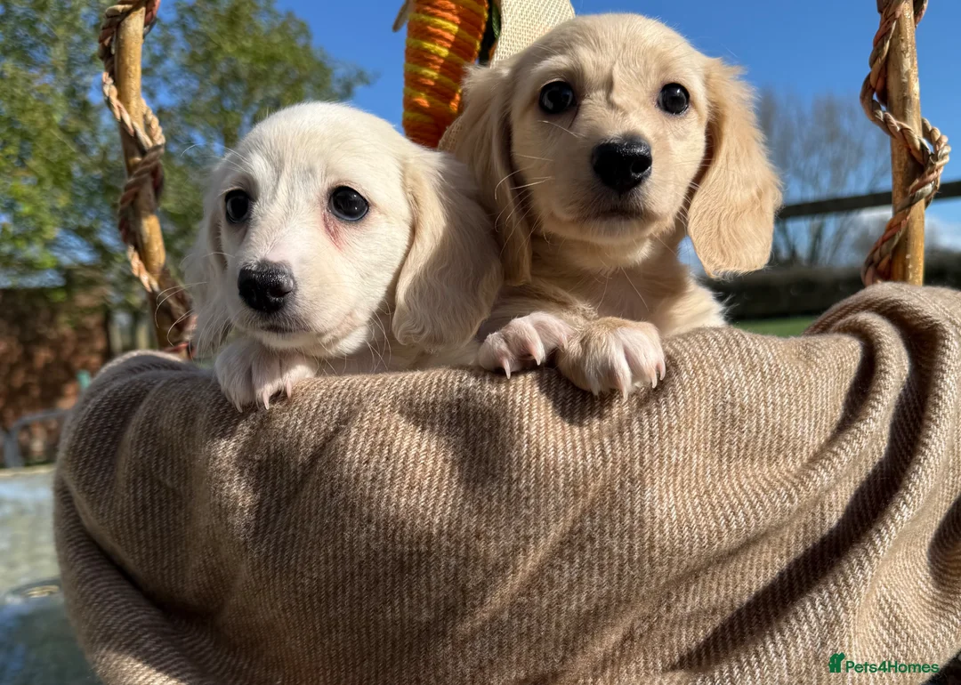 Miniature Dachshund dogs for sale: Stunning miniature long haired  - Advert 2