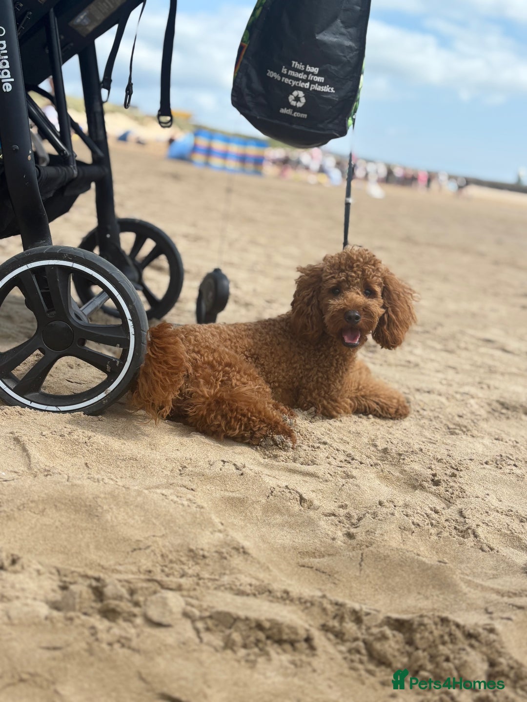 Cockapoo dogs for sale: ⭐️Cockapoo stunning red ⭐️ - Advert 5