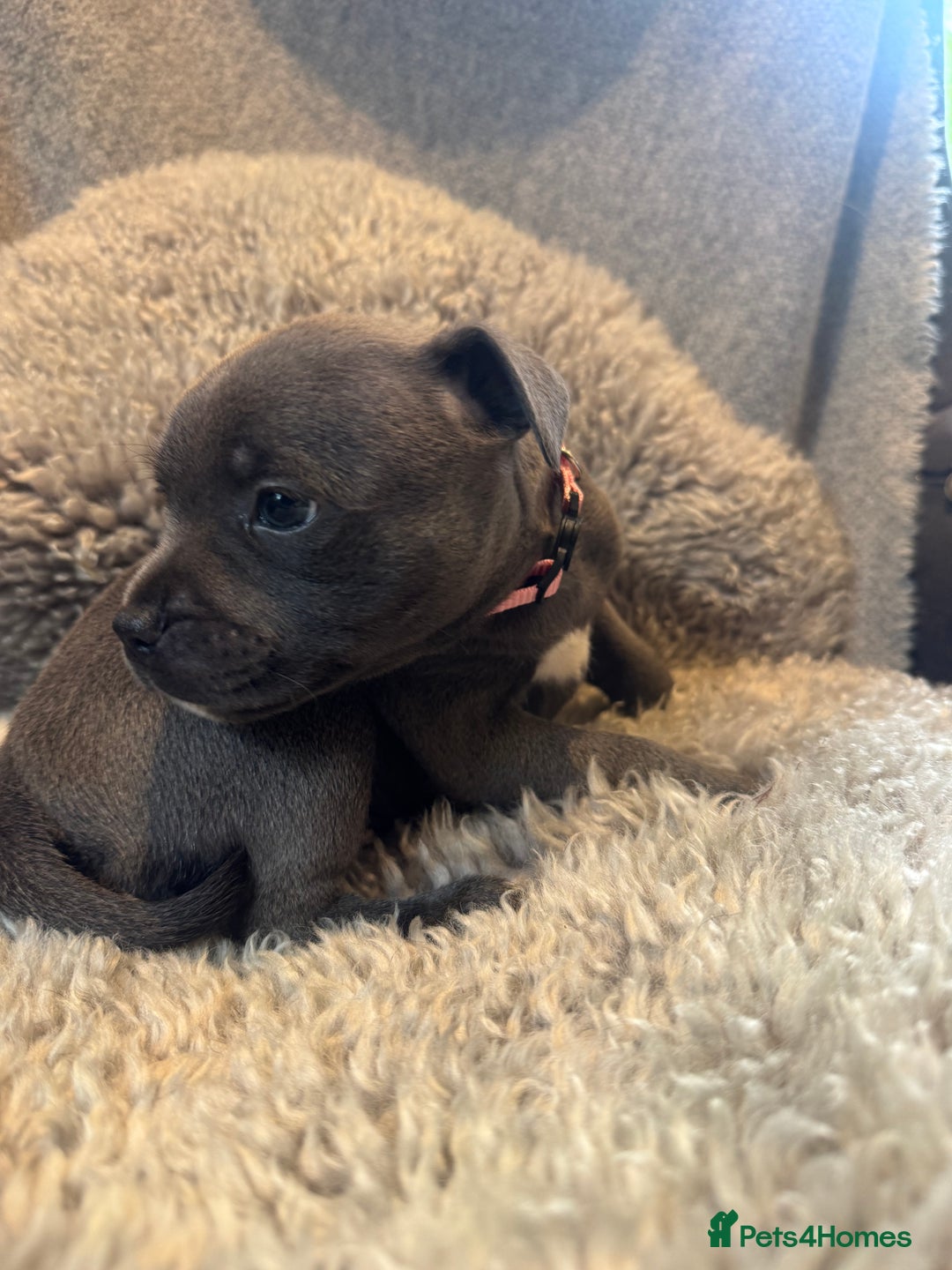 Staffordshire Bull Terrier dogs for sale: High Quality Blue & Black Staffy Puppies - Image 19