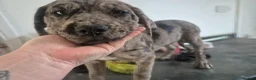 Cane Corso dogs for sale: REDUCED PRICE❗️Cane corso cross tibetan mastiff - Advert 2