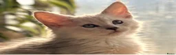 Maine Coon cats for sale: Beautiful Maine coon kittens - Advert 11