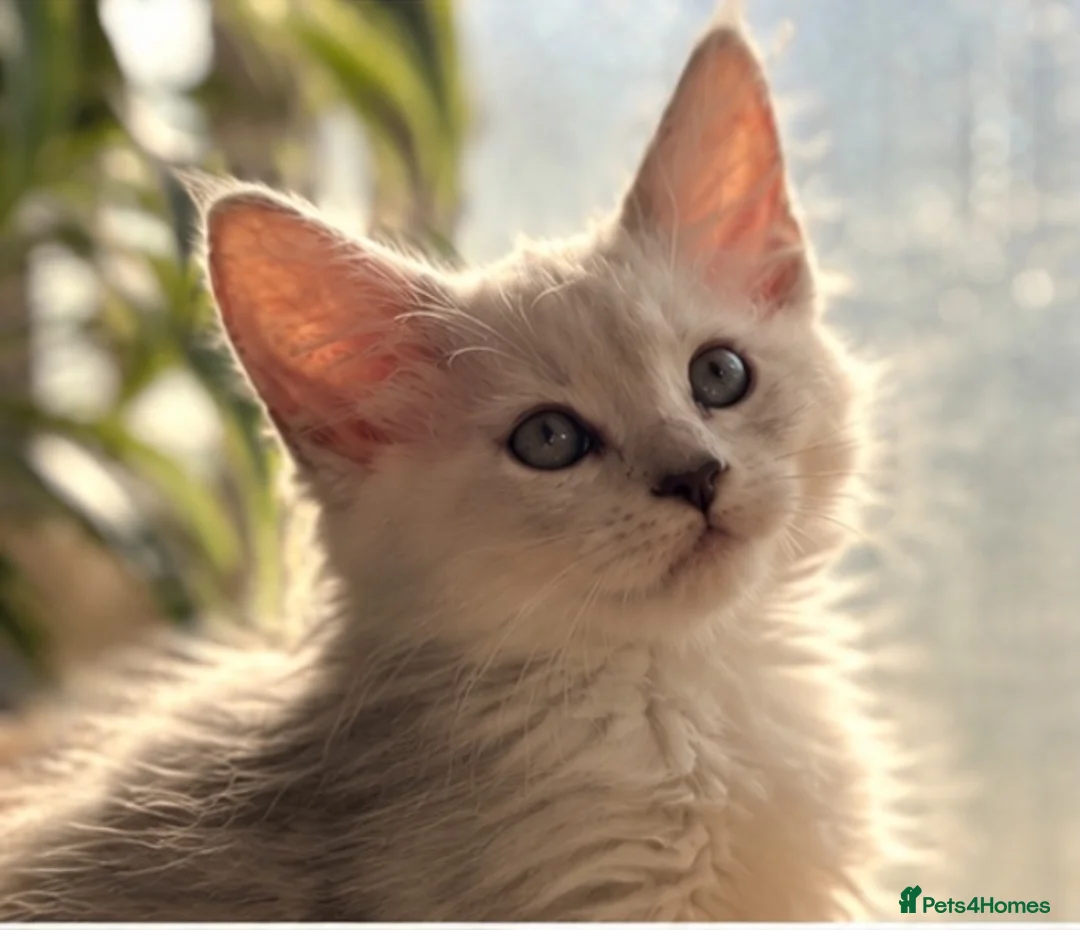 Maine Coon cats for sale: Beautiful Maine coon kittens - Advert 11
