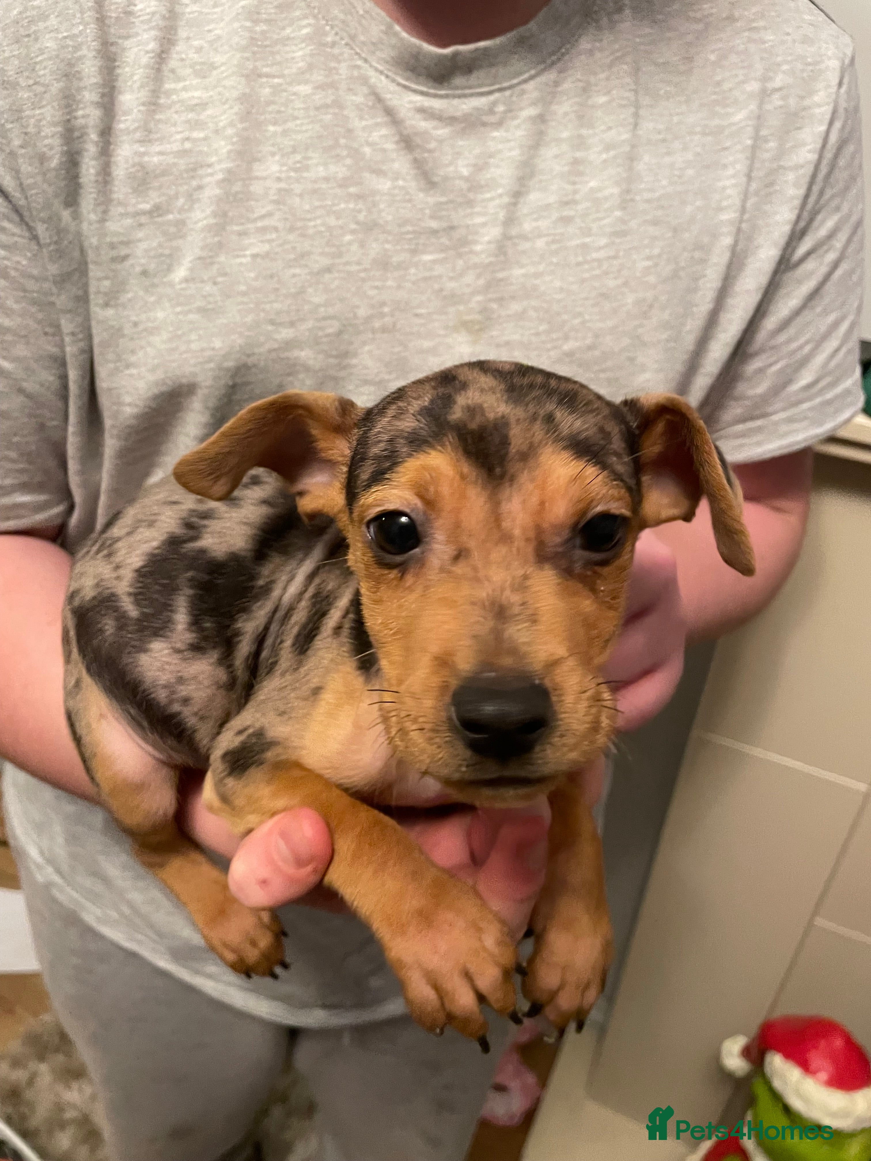 Jack Russell dogs Jack Russel puppy’s Ready to leave  - Advert 3