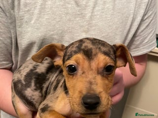 Jack Russell dogs Jack Russel puppy’s Ready to leave - Advert 3