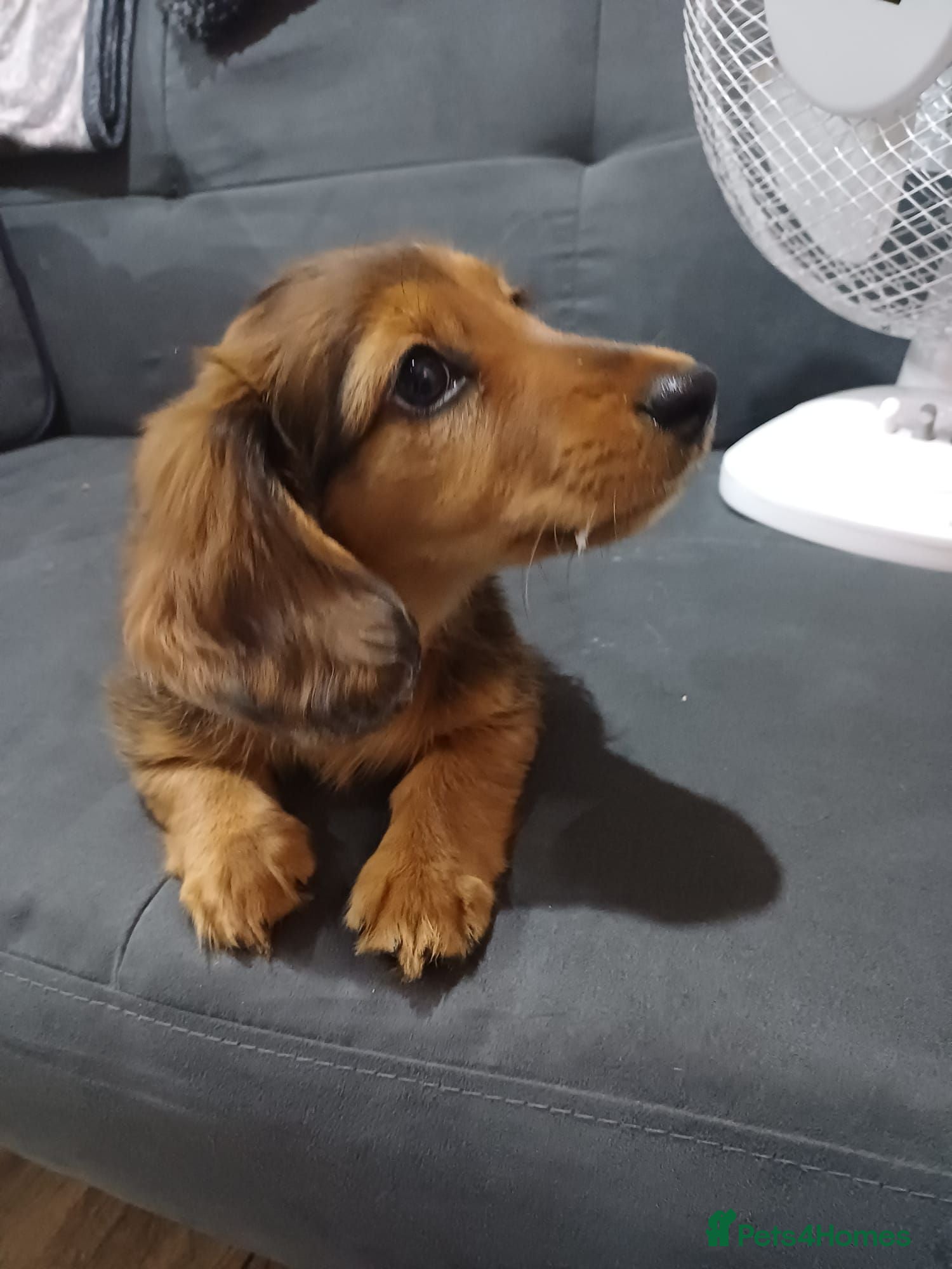Miniature Dachshund dogs Dachshund puppy 1 girl available  - Advert 7