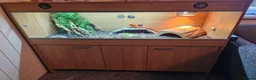 Bearded Dragon reptiles for sale: Bearded dragon orange  in Chester-le-Street - Advert 8