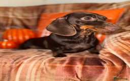 Miniature Dachshund dogs for sale: ⭐️Three stunning KC Mini Dachshunds⭐️  - Image 3