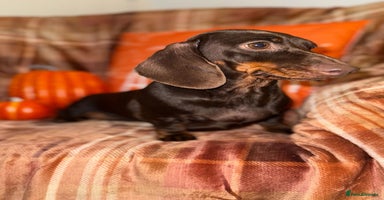 Miniature Dachshund dogs - Advert 8