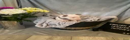 English Bull Terrier dogs for sale: 🐾✨ STUNNING ENGLISH BULL TERRIER PUPPIES ✨🐾 - Advert 17