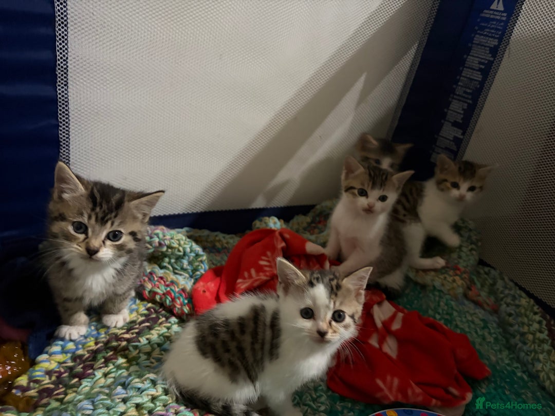 Mixed Breed cats for sale: 5 kittens needing loving home  - Advert 5