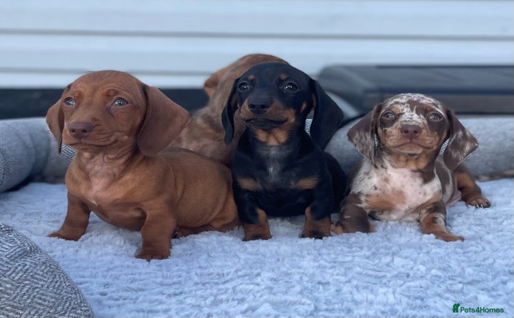 Miniature Dachshund dogs - Advert 3