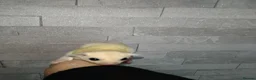 Sugar Glider rodents for sale: Stunning sugar gliders  - Advert 6