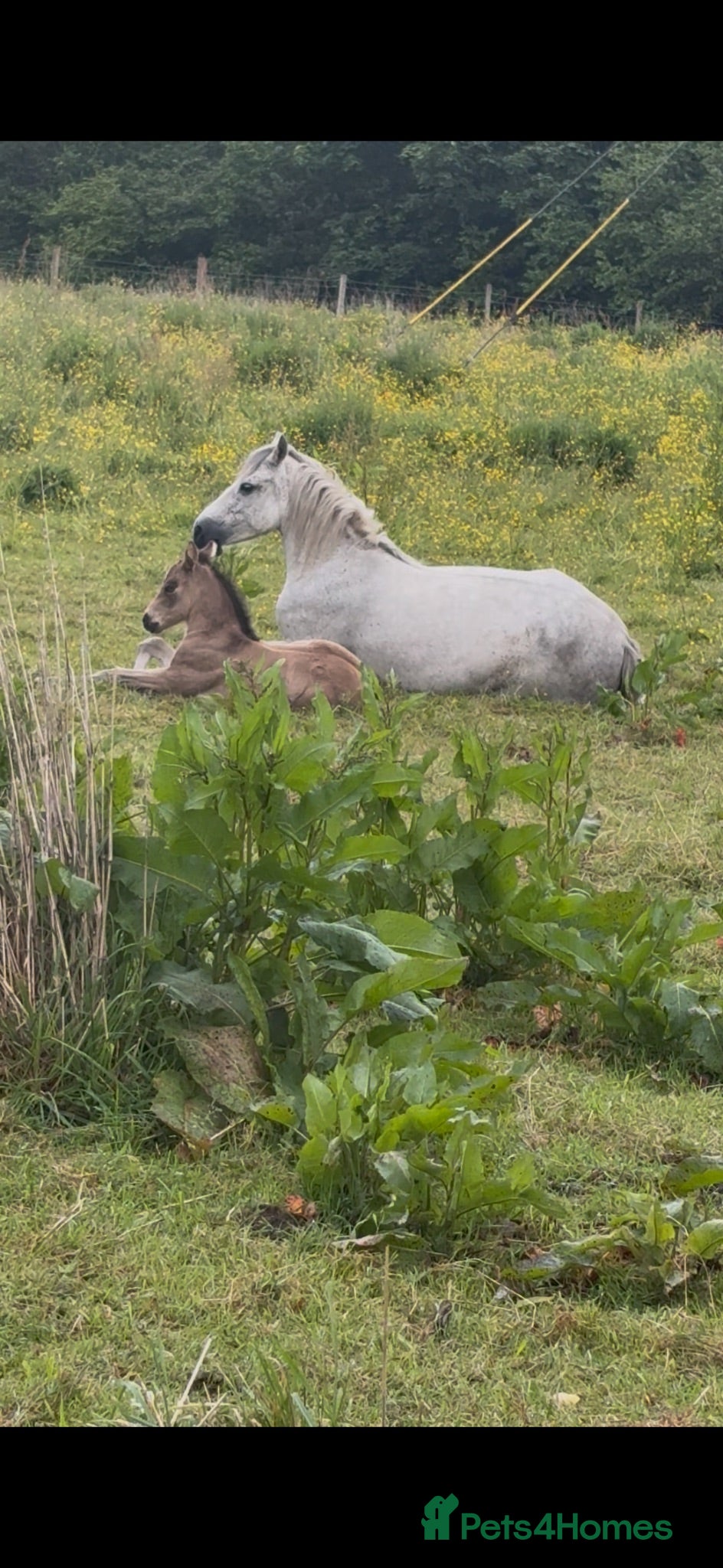 Connemara horses Dun Connemara filly  - Advert 2