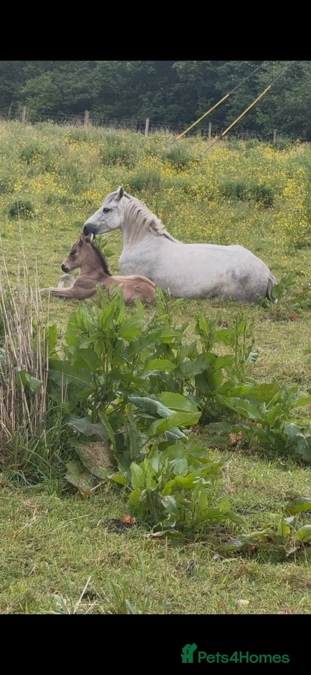 Connemara horses for sale: Dun Connemara filly  - Advert 2