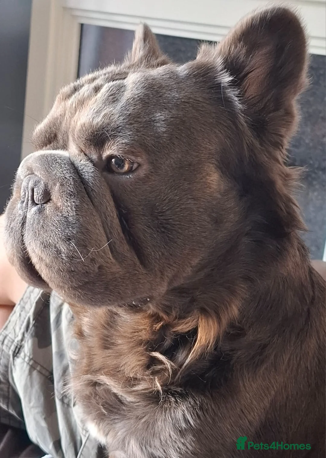 French Bulldog dogs for stud:  **  FLUFFY TED STUD ONLY in Birmingham - Advert 2